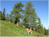 Bad Kleinkirchheim - Rossalmhütte